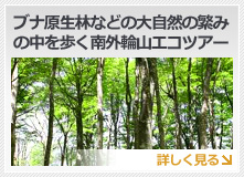 ブナ原生林などの大自然の繁み
の中を歩く南外輪山エコツアー